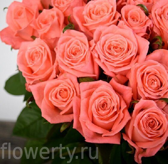 51 роза Карина